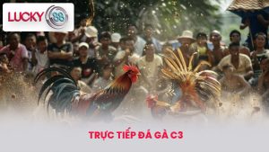 Trực tiếp đá gà c3 - Trận Đấu Gà Siêu Kịch Tính Tại lucky88