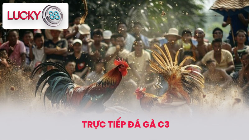 Trực tiếp đá gà c3 - Trận Đấu Gà Siêu Kịch Tính Tại lucky88